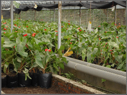 ����ר�ó�Ƭ�ܷ���